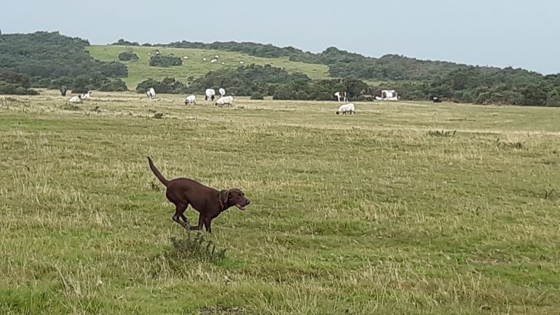 Dartmoor – ein Hundetraum …